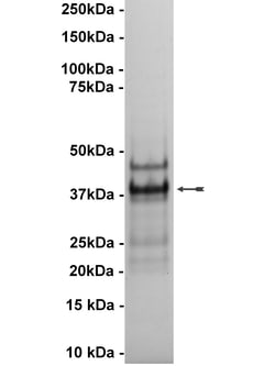 Eurofins DiscoverX JAK2 Protein, Active 10 &mu;g | Buy Online | Eurofins DiscoverX | Fisher Scientific